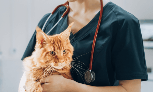 Does Rapamycin Halt HCM in Cats?